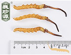 xĲ2l/ ^ڲ x؛r350Ԫ/