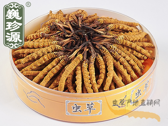 冬蟲夏草頭期草,蟲草頭草,冬蟲夏草頭草,那曲蟲草頭期草,巍珍源那曲蟲草頭草3條/克