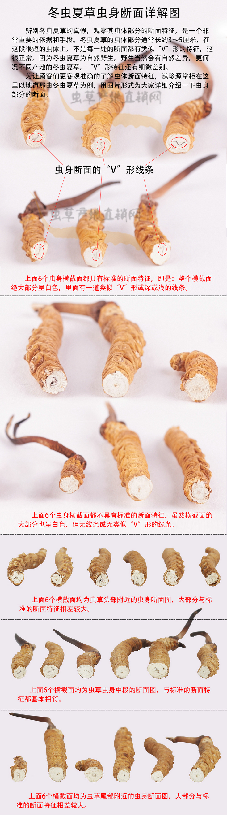 冬蟲(chóng)夏草斷面是什么樣子,冬蟲(chóng)夏草斷面圖片,冬蟲(chóng)夏草斷面有什么字樣的消化線,